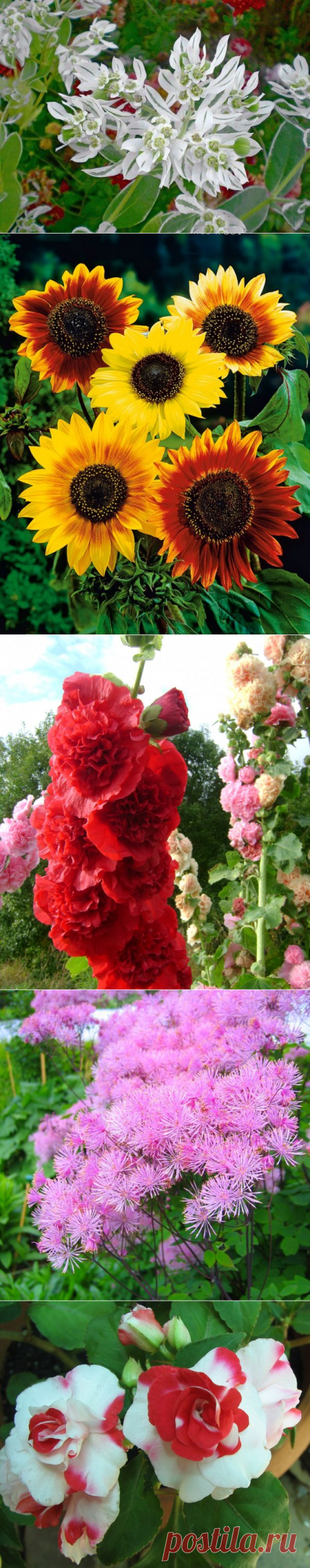 Фото однолетних и многолетних садовых цветов с названиями