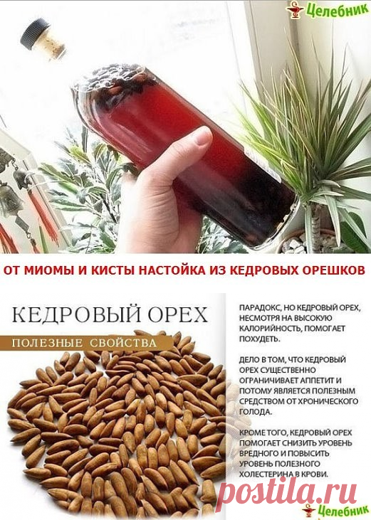 Чем Полезна Водка На Кедровых Орешках