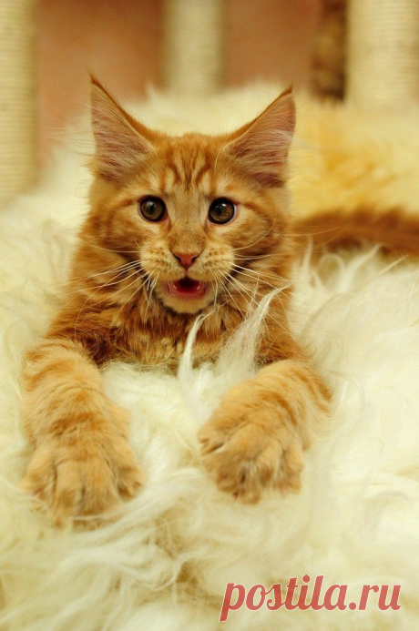 All sizes | Ozzy, 3 months | Flickr - Photo Sharing!