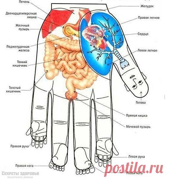 ЗОЖ - народная медицина, рецепты, травы