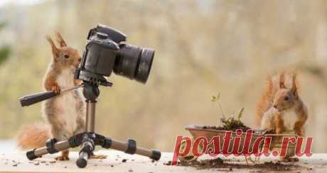 Фотосессия белочек