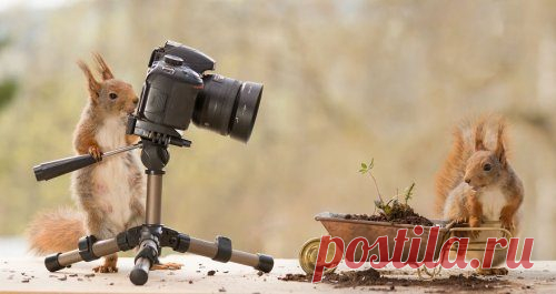 Фотосессия белочек