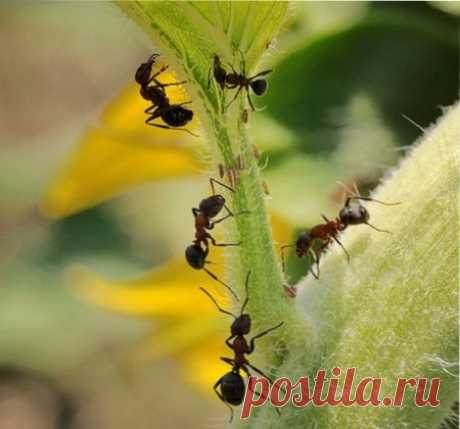 Как бороться с муравьями на огороде | ВО САДУ И В ОГОРОДЕ