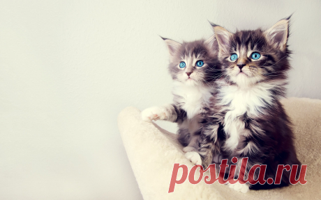 Коты.