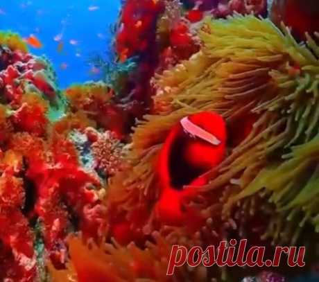 Невероятные краски подводного мира, Япония | VestiNewsRF.Ru