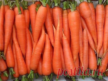 Чтобы свекла и морковь были сладкими