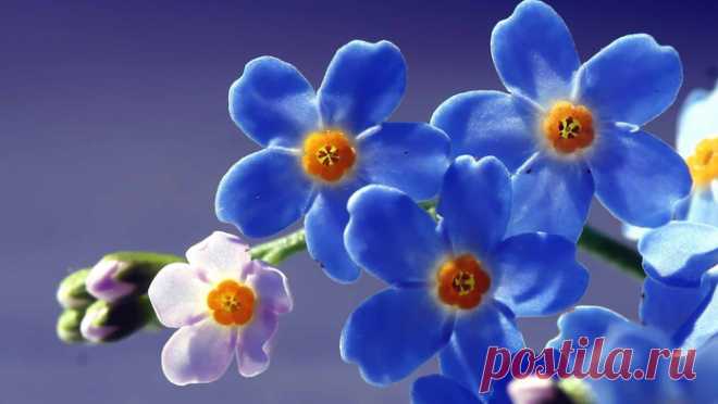 Голубые цветы неземной красоты...