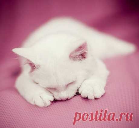 Today is Caturday — Cute as hell