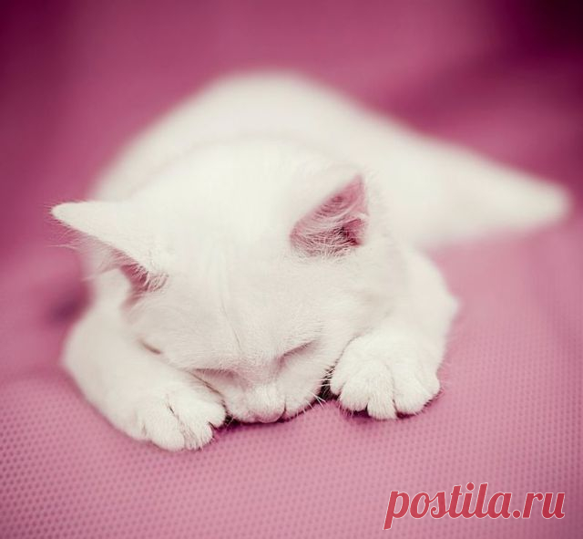 Today is Caturday — Cute as hell
