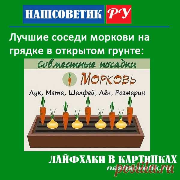 Лучшие соседи моркови на грядке в открытом грунте. По соседству с ними ваша морковь вырастет крупной и сладкой.