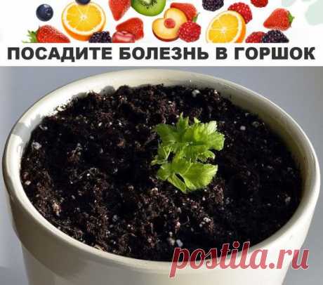 посади   болезнь  в  горшок