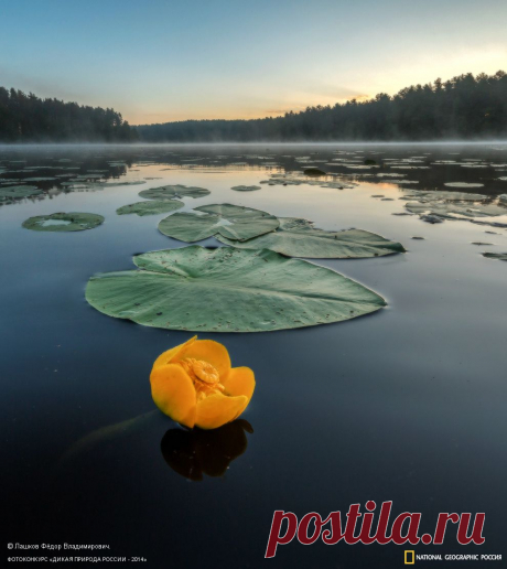 s_p_o_790_1410193061_big.jpg (Изображение JPEG, 990 × 1111 пикселов)