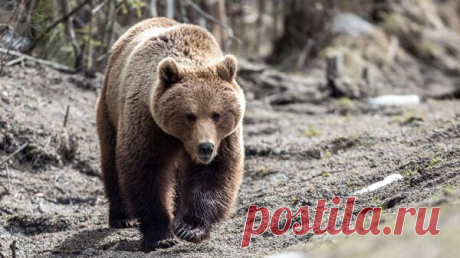 В Якутии медведя-шатуна заметили на свалке в поселке Усть-Нера