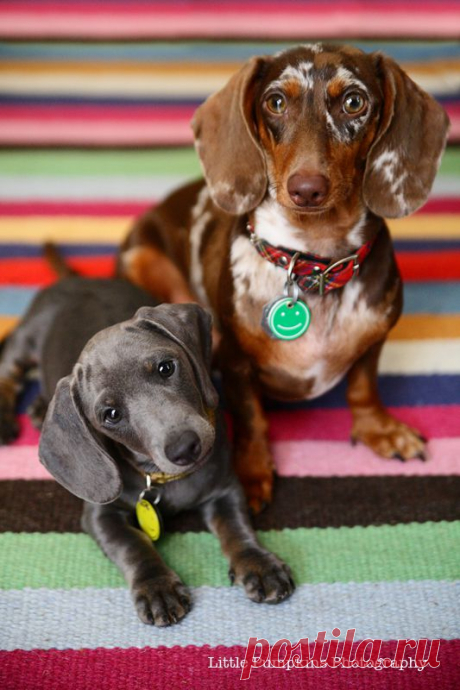 The Daily Puppy | Photo