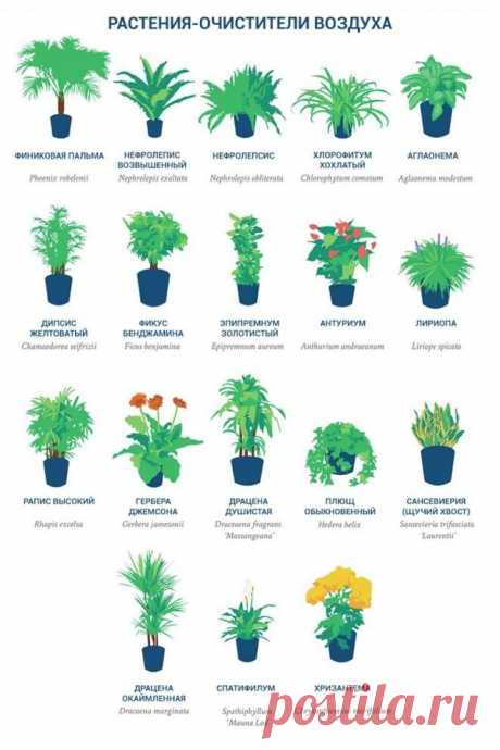 Интересно - NASA опубликовала список растений, которые являются чемпионами по очищению воздуха в доме