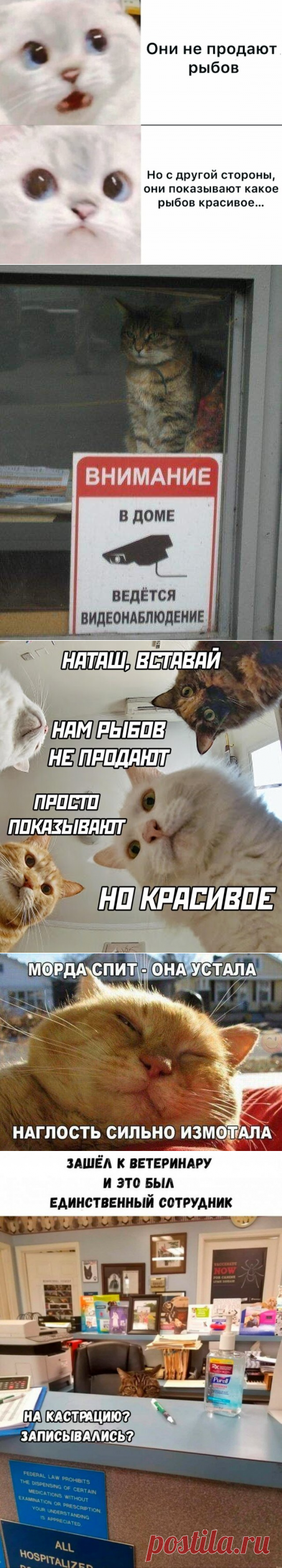 😹Смешные фото кошек. Милые котейки) (часть 4) 😹 | Саморазвитие как образ жизни. | Яндекс Дзен