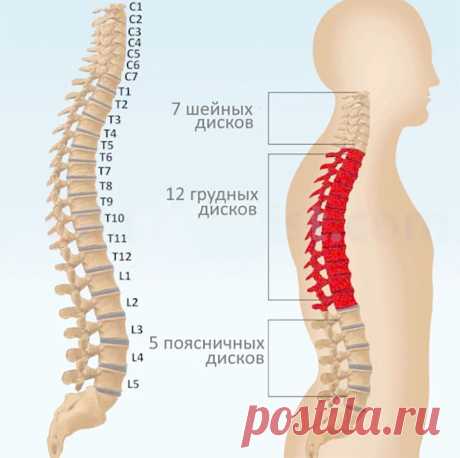 Диагностика по позвоночнику! Где боли в спине укажут на проблемы с органами | Всегда в форме!