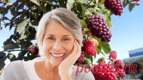 Необычную ягоду назвали мощным средством для долголетия на каждый день