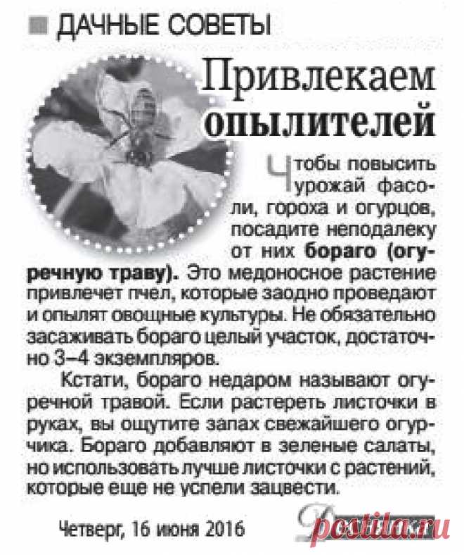 Привлекаем опылителей