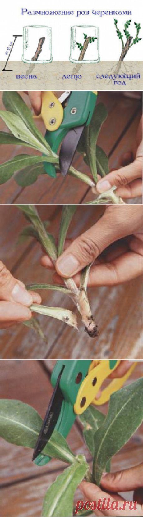 Размножение цветов черенкованием — 6 соток