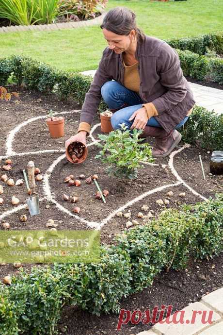 GAP Gardens - Planting Bulbs in a Border - Feature by GAP Photos - GAP Gardens Specialising in garden and plant stock photography