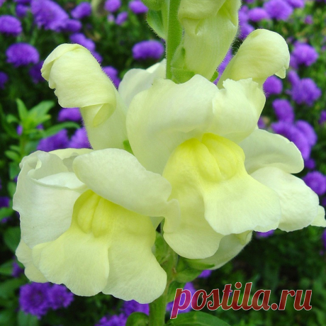 (4) Мой Мир@Mail.Ru