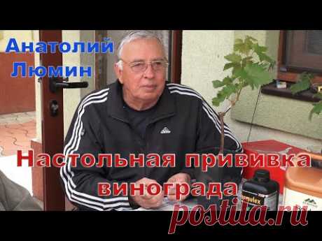 Люмин А.В. Настольная прививка винограда.