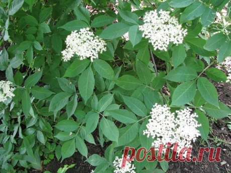 Самые гуманные способы избавления от мышей и крыс / мыши / 7dach.ru