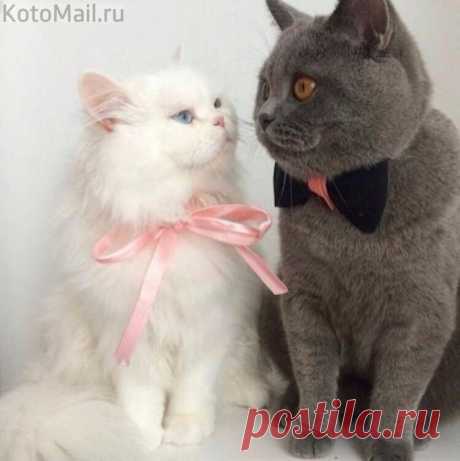 Сладкая парочка