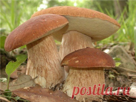 Фотографии на стене сообщества | 32 768 фотографий |