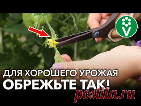 ОБЯЗАТЕЛЬНО УДАЛИТЕ ЭТИ ЛИСТЬЯ НА ТОМАТАХ, они значительно уменьшают урожай! + 3 СУПЕРсорта томатов