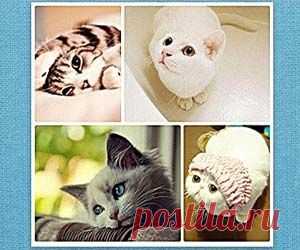 PhotoCat-puzzle – создание коллажа онлайн