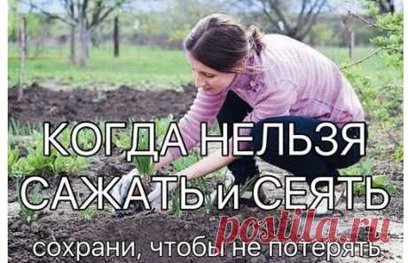 КОГДА НЕЛЬЗЯ САЖАТЬ и СЕЯТЬ
Народные приметы для садоводов-огородников!
- Картофель нельзя сажать на Вербной неделе, по средам и субботам - будет портиться.
- Если весна ранняя, то капусту, как и лук сеют на четвертой неделе Великого поста или позже - на пятой.
- Если весна запаздывает, то производят посев в последние дни Страстной недели, особенно в субботу.
- Подсолнухи лучше сажать в субботу, до восхода солнца или после его захода. Последнее предпочтительнее. При посадке молчат и не грыз