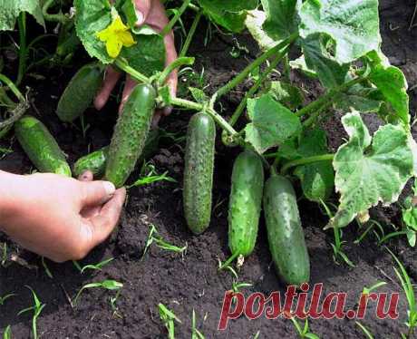 Что я каждый год кладу в лунку с огурцами при посадке и получаю богатый урожай в сезоне - Рецепт