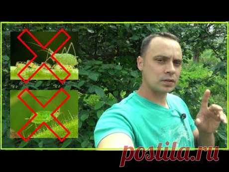 ОБРАБОТАЙ И ЗАБУДЬ О ТЛЕ НАВСЕГДА! ЛУЧШЕЕ ПРОВЕРЕННОЕ, НАТУРАЛЬНОЕ СРЕДСТВО ОТ ТЛИ