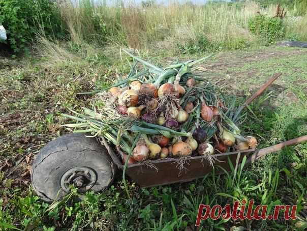 Как обеспечить себя луком на целый год?
