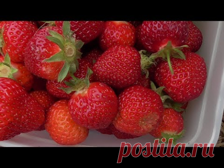 Клубничный рай ! Все из Клубники!