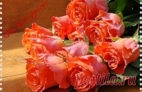 моим любимым,сокровищам ~ Стихи (Мир души) ~ Beesona.Ru