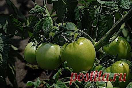 Помидорная наука. Варианты формирования томатных кустов
