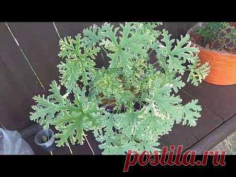Чем Интересно ЭТО Душистое 🌱 Растение🌿, с Которого Началась моя коллекция