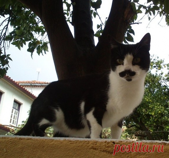 25+ котов с безумным окрасом, который выглядит как остроумный фотошоп