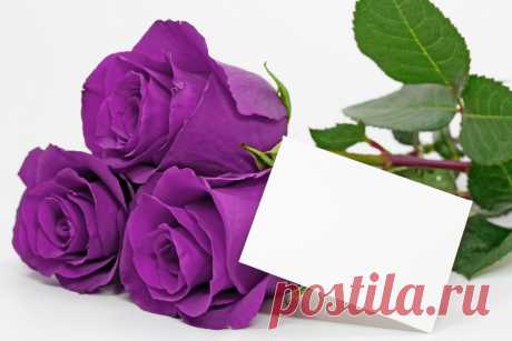 Purple Rose 41476_Flower Photo_Floral__Gallery Wallpaper_68Design