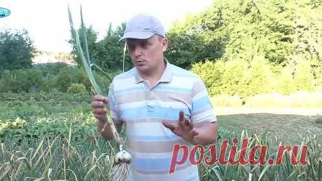Что нужно ОБЯЗАТЕЛЬНО сделать за 20 дней до уборки чеснока!