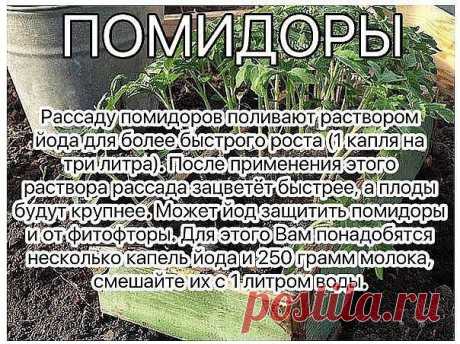 Раствор - одна капля йода на три литра воды, этим йодным раствором надо один раз полить рассаду томатов. От этого увеличиться продуктивность и будут побольше плоды.

От фитофторы - каждые 2 недели опрыскивать помидоры раствором молока с йодом.
Раствор для опрыскивания:
На 10 литров воды добавить литр молока и 15 капель йода. Получившимся раствором обильно опрыскивать помидоры (так, чтобы с кустов текло).