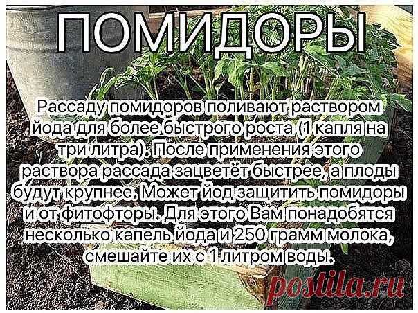 Раствор - одна капля йода на три литра воды, этим йодным раствором надо один раз полить рассаду томатов. От этого увеличиться продуктивность и будут побольше плоды.

От фитофторы - каждые 2 недели опрыскивать помидоры раствором молока с йодом.
Раствор для опрыскивания:
На 10 литров воды добавить литр молока и 15 капель йода. Получившимся раствором обильно опрыскивать помидоры (так, чтобы с кустов текло).