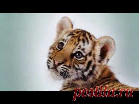 Drawing a Tiger Cub