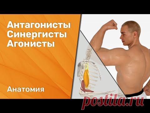 Мышцы действующие в одном направлении. Антагонист фосфора. Мышцы действующие в противоположных направлениях. Синергисты и антагонисты кальция. Синергисты и антагонисты витаминов.
