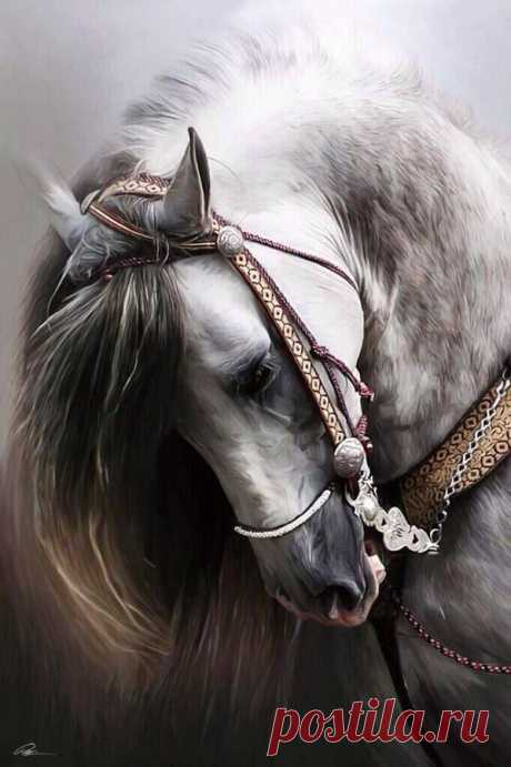 Pakistani horses