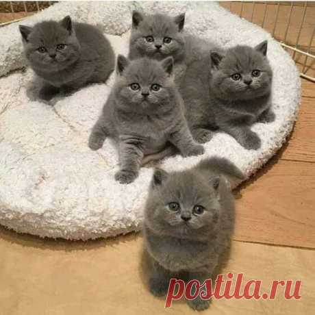 На изображении может находиться: кот