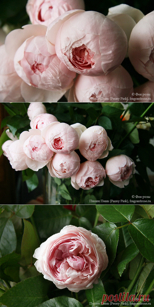 Пиони Пинк (Peony Pink) / Фея розы